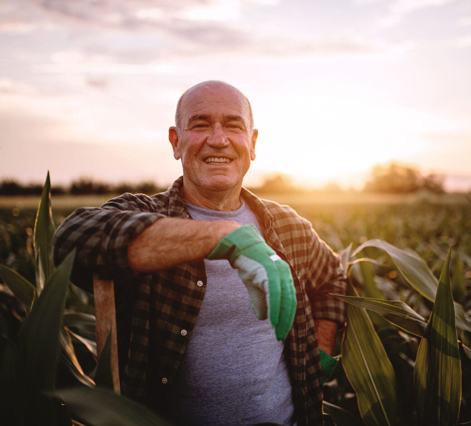 Cheerful farmer in a corn field